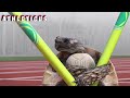 WHO IS THE FASTEST? 🐢 ATHLETICUS |  Cartoon in English