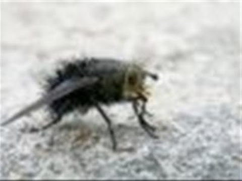 How To Handle Cluster Flies In Your House How To Handle Cluster Flies In Your House