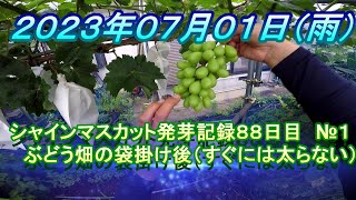 シャインマスカット発芽記録８８日目 ぶどう畑　№１　すぐには玉太りしない