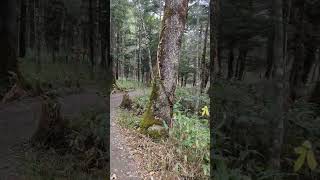 長野　上高地　自然探勝ゾーン　Nagano KamiKochi Exploring zone