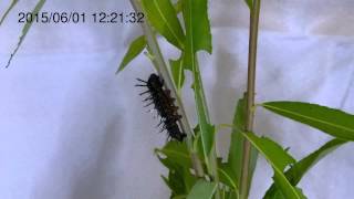 Scarce Tortoiseshell Larva Becoming a Prepupa in Timelapse ヒオドシチョウ終齢幼虫が足場糸を張り下垂して前蛹になるまで【早回し映像】