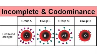 Incomplete \u0026 Codominance (old version)