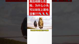 高压线那么危险，为什么小鸟可以站在上面也没事？#nigelning #我是youtube小百科 #我是shorts小百科 #知识shorts计划#熱門 #推薦 #科普#科普知识 #知识 #新渡戸まねい