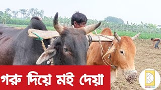 গরু দিয়ে কিভাবে মই  দিতে হয় দেখুন। Digital Krishi BD