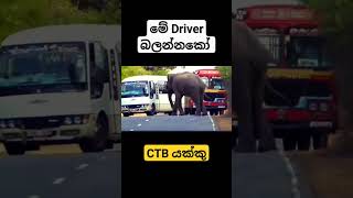 CTB Driver යකෙක් තමයි 🇱🇰😰 | ඩ්‍රයිවර් නම් ඩ්‍රයිවර් තමයි #elephants #srilanka #driver