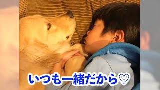 お家にゴールデンの子犬がやってきた♡ 笑顔が溢れる毎日の記録