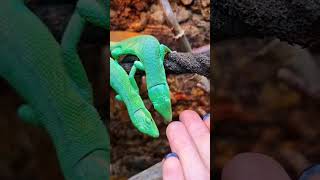 Gastropholis Prasina 💚🦎 shorts #shorts #youtubeshorts #animals