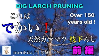 これは でかい！ 天然カラマツ【枝下ろし】前編  Big larch pruning