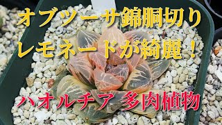 【多肉植物】オブツーサ錦胴切り経過報告\u0026レモネードが綺麗！ハオルチア Haworthia Succulents．how to grow ビザールプランツ