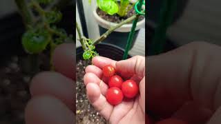 Cherry tomatoes Growing indoors  #gardening #tomatoes #tomato #shorts