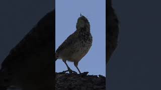 Cactus Wren With An Insect #Shorts #bird #nature #insect #wildlife