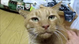 撫でられて気持ちいい顔がちょっと怖い野良猫【The wild cat which some comfortable faces are afraid of】