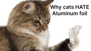 Why cats HATE aluminum foil!