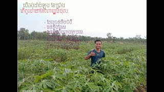 តើគួរដាំដំឡូងរដូវប្រាំង នៅខែណាទើបចៀសផុតពីពីងពាក្រហម? Best choice to plant Cassava in Dry season.