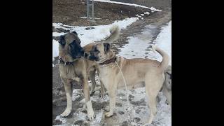 KANGAL HIZANDA #kangal #kangaldog #animals #kangalpuppy #alabai #dog #nature #keşfet