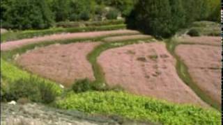 Buckwheat in bloom