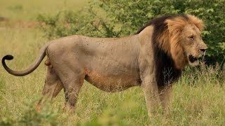 biggest Lion of Timbavati and Thornybush