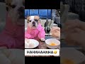 her reaction is so priceless 🤣🤣 funnyvideo trendingshorts