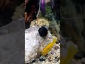 Snail and  yellow cichlid vibing. #aquariumfish #fish #shorts #snail #trending #cichlid