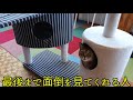 保護猫カフェフリーダムさんにお邪魔してきました！【和歌山】