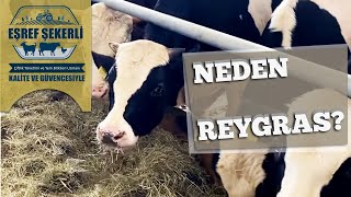 Neden Reygras? #Reygras