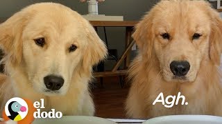 Si los perros pudieran hablar | El Dodo