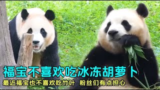 8.17 徐奶爸给福宝做胡萝卜冰，福宝嫌弃冰胡萝卜，吃了两口就吐了#panda #fubao #푸바오