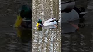 🦆Beautiful mallard 🦆 duck feeding in pond