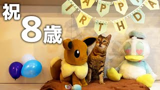 【8歳】ベンガル猫に鹿肉ジビエをあげてみた 野生の血が騒ぐ誕生日ごはん