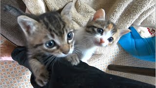 お出かけを引き留める子猫のキラちゃんミコちゃん。足にしがみついて出かけられません。【赤ちゃん猫】【保護猫】