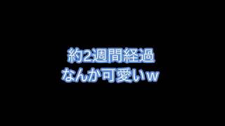 金魚その３　約2週間経過　なんか可愛いｗ