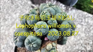 子吹き烏羽玉接ぎおろし　Lophophora williamsii v  caespitosa　2023 08 27