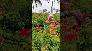 Roja Harvesting #agriculture #farming #farmer #tamil #former #raithu #agricuture #todayharvest