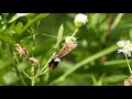 チョウを食べるカマキリ＠宮城県岩沼市　mantis eats butterfly