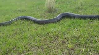 Massive Python Snake Spotted in Ballito