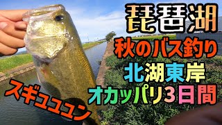 【琵琶湖バス釣り】ヒャッハー！北湖東岸で秋のバス釣りするで！琵琶湖最新現在の状況キャベツ主観ですがお伝えします！3日間の琵琶湖オカッパリ釣行でけっこう釣ってます！納得のサイズが上がらず意外と苦戦！？