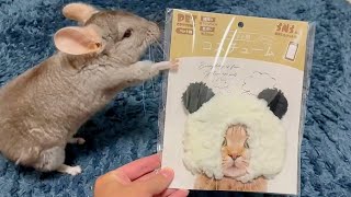 【チンチラ】被り物をきなこにかぶせたい！　#64【チンチラきなこの大冒険】【chinchilla】