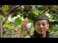 विदेशबाट फर्केर गाउँमै किवी खेती गरिरहेका शेर्पा kiwi fruit farming in the village