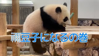 めちゃカワ😍竹くわえてちょこちょこ上る楓浜がリアル禰豆子♡🐼アドベンチャーワールド giantpanda