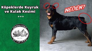 Köpeklerde Kulak ve Kuyruk Kesimi