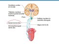 Chapter 15 Part2 Taste and smell