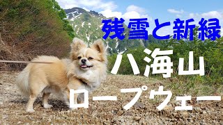 『犬と登山 18』今年も市民割❗八海山ロープウェーへワンコと散歩🐶