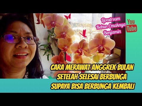 Cara Merawat Anggrek Bulan Setelah Berbunga Agar Berbunga Kembali - YouTube