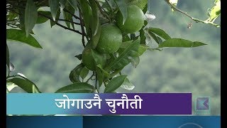 अमिला जातका फलफूल बगैँचा रोगले मासिँदै