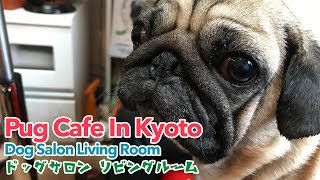 Pug Cafe In Kyoto - Dog Salon Living Room ドッグサロン リビングルーム - VLOG #4