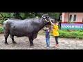 saddam u0026 hussain ghuman khali murrah bull kerala bulls