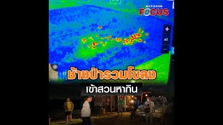 ช้างป่ารวมโขลง เข้าสวนหากิน : Matichon Online