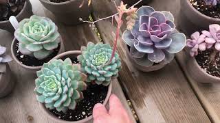 Succulents Outside on the Deck, Cacti, Echeveria and Graptopetalum Collection