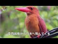 車から【ずぼら探鳥】アカショウビン カワセミ科