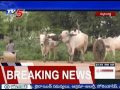 tv5 special focus on gurram gadda villagers transport problems mahabubnagar tv5 news